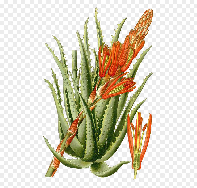 Aloe Arborescens Vera Favourite Flowers Of Garden And Greenhouse Succulent Plant Botany PNG