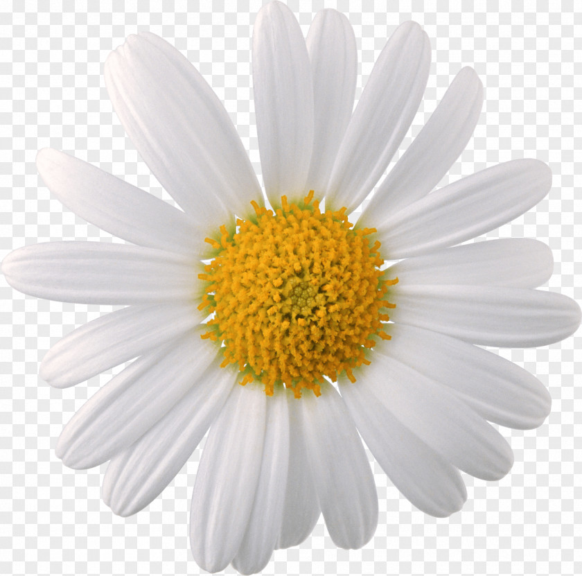Camomile Image Flower Chamomile PNG