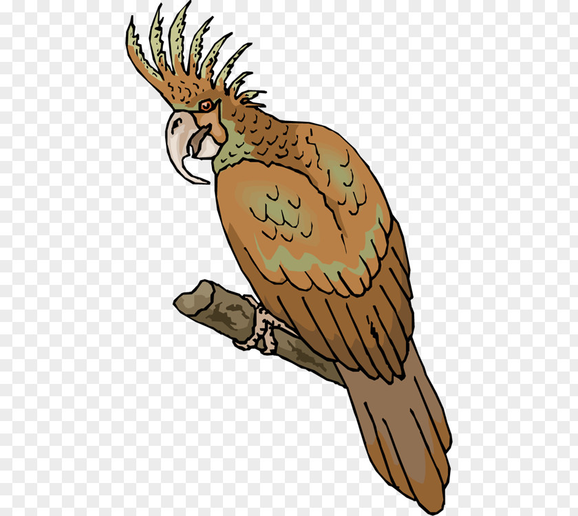 Cockatoo Parrot Clip Art Owl Bird Macaw PNG