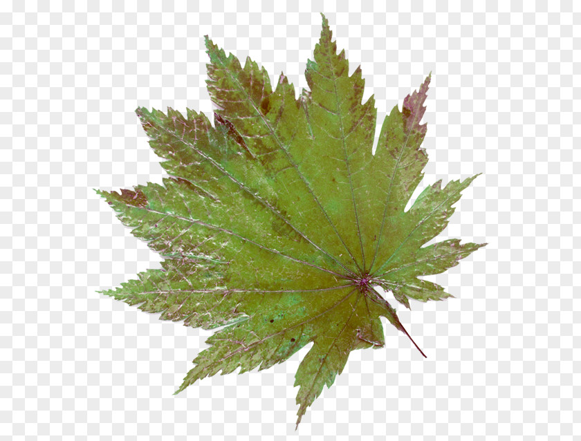 Leaf Maple Red Clip Art PNG