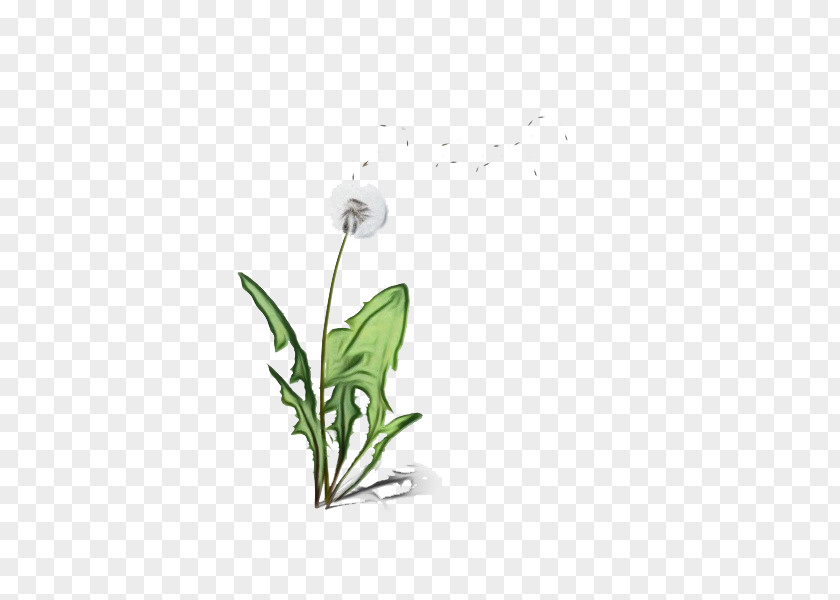 Pedicel Leaf Flowering Plant Flower PNG