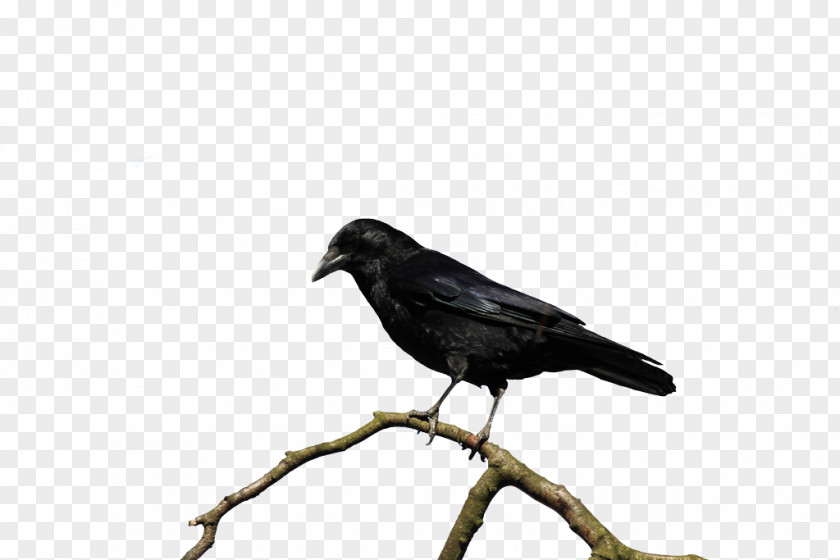 Songbird Crowlike Bird Cartoon PNG