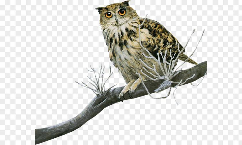 Bird Great Grey Owl Tawny Scops Little PNG