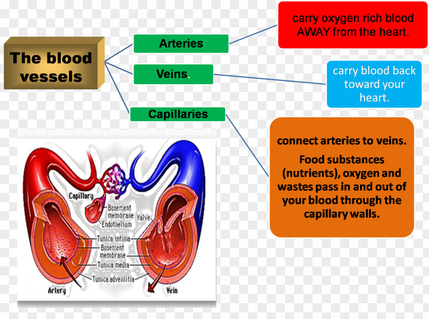 Circulatory System Organism Brand PNG