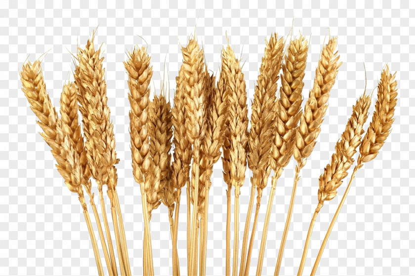 Golden Wheat Cereal Grain Clip Art PNG