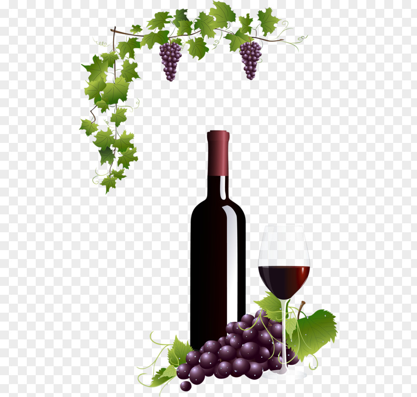Grape Common Vine Wine Glass Red PNG