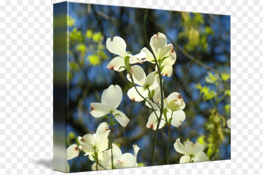 White Flower Tree Flowering Plant Wildflower Branching PNG