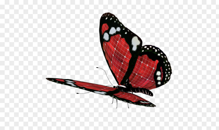 Butterfly Clip Art PNG