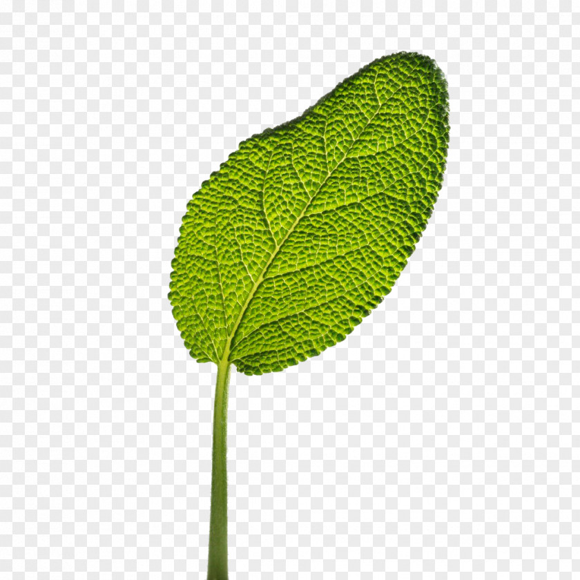 Leaves Leaf Common Sage Herb PNG