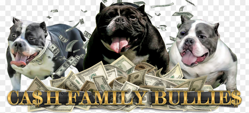 American Bully Olde English Bulldogge Dorset Tyme Pit Bull Terrier Dog Breed PNG