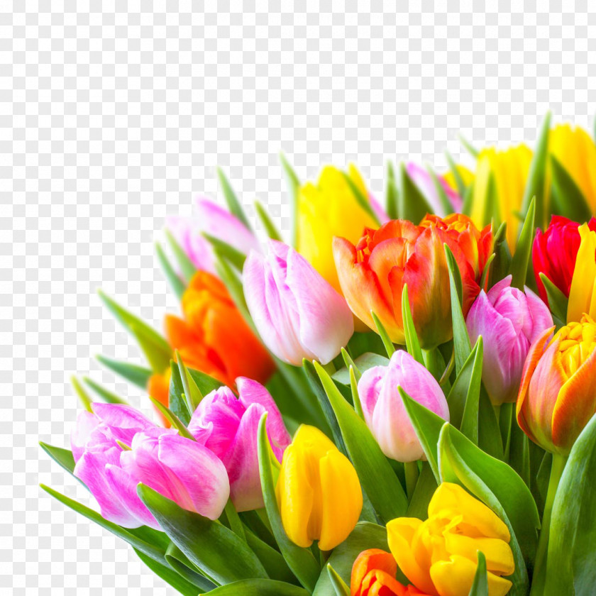 Beautiful Tulip Flowers Netherlands Flower PNG