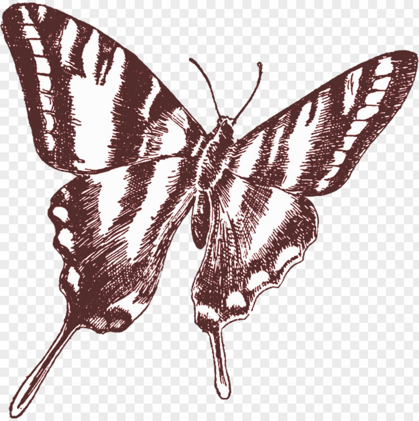 Butterfly Drawing Clip Art PNG