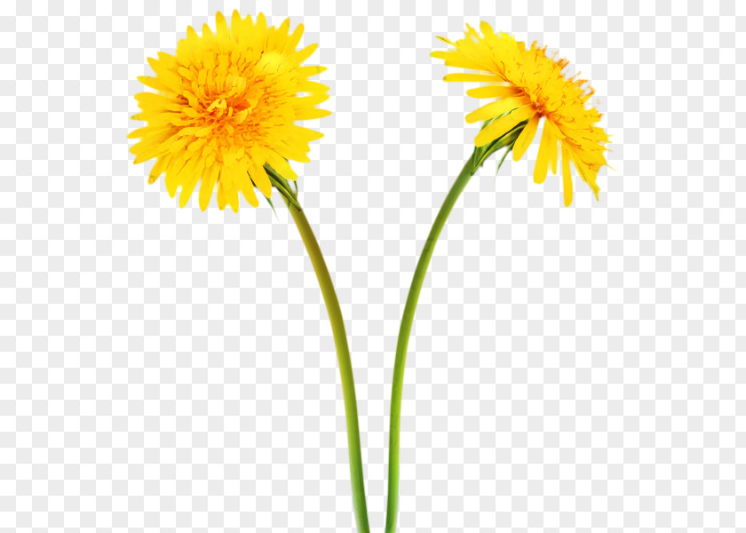 Dandelion Clip Art Image Desktop Wallpaper PNG