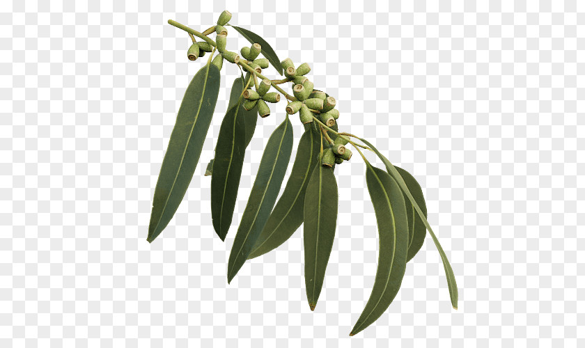 Leaf Eucalyptus Viminalis Tree Koala Plant PNG