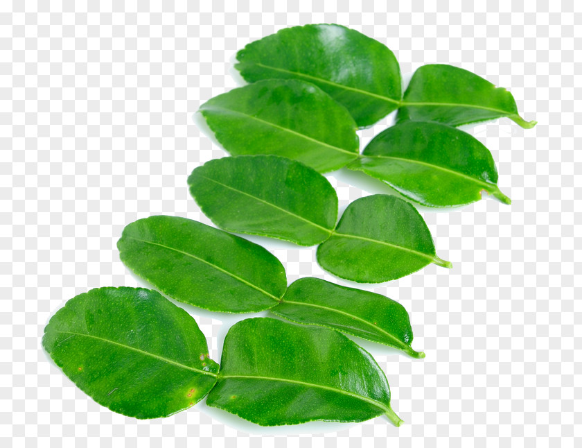 Leaf Kaffir Lime Ingredient Stock Photography PNG