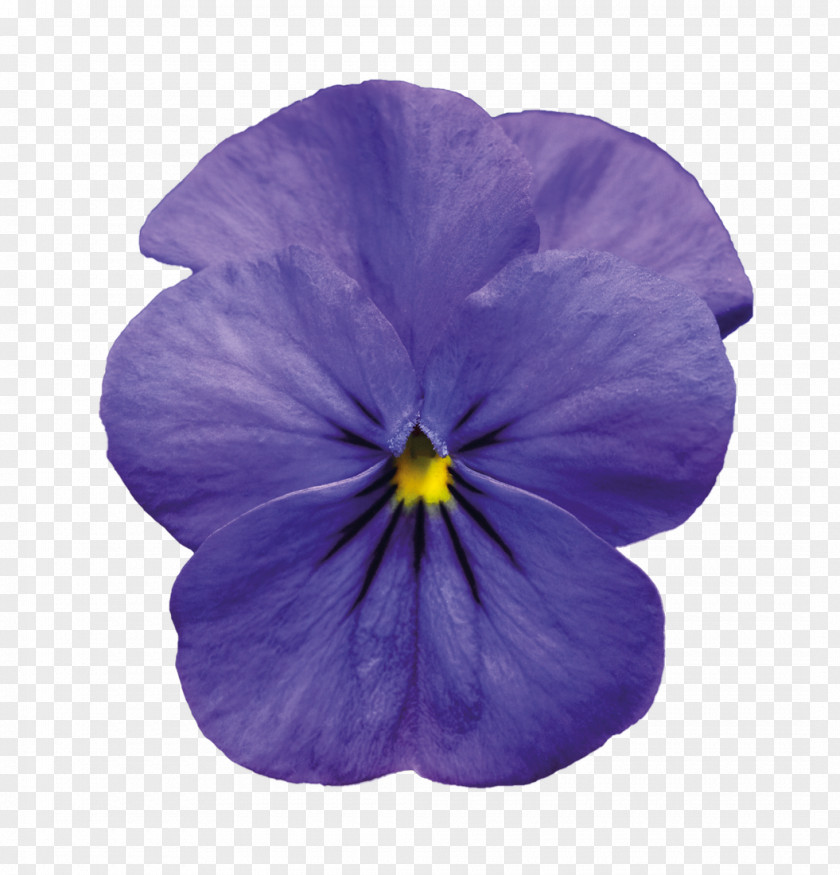 Violet Pic Pansy PNG