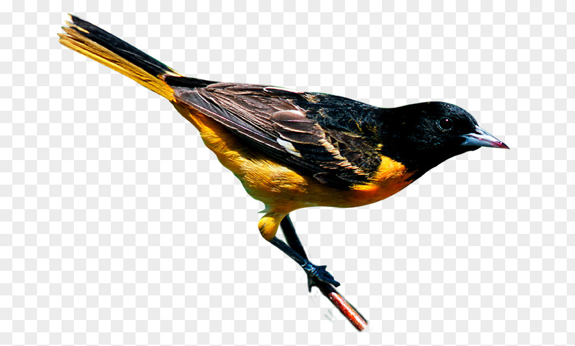 Bird New York City Finch Yellow-throated Warbler Baltimore Oriole PNG