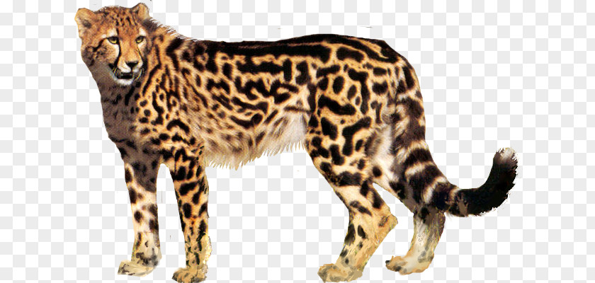 Cheetah King Desktop Wallpaper PNG