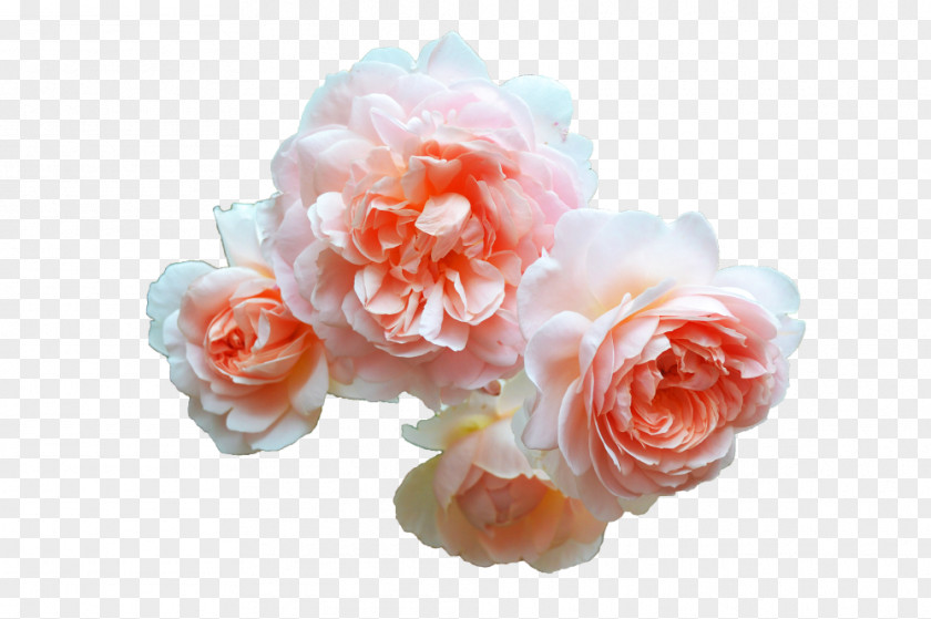 Flower Garden Roses Cottage Cabbage Rose PNG