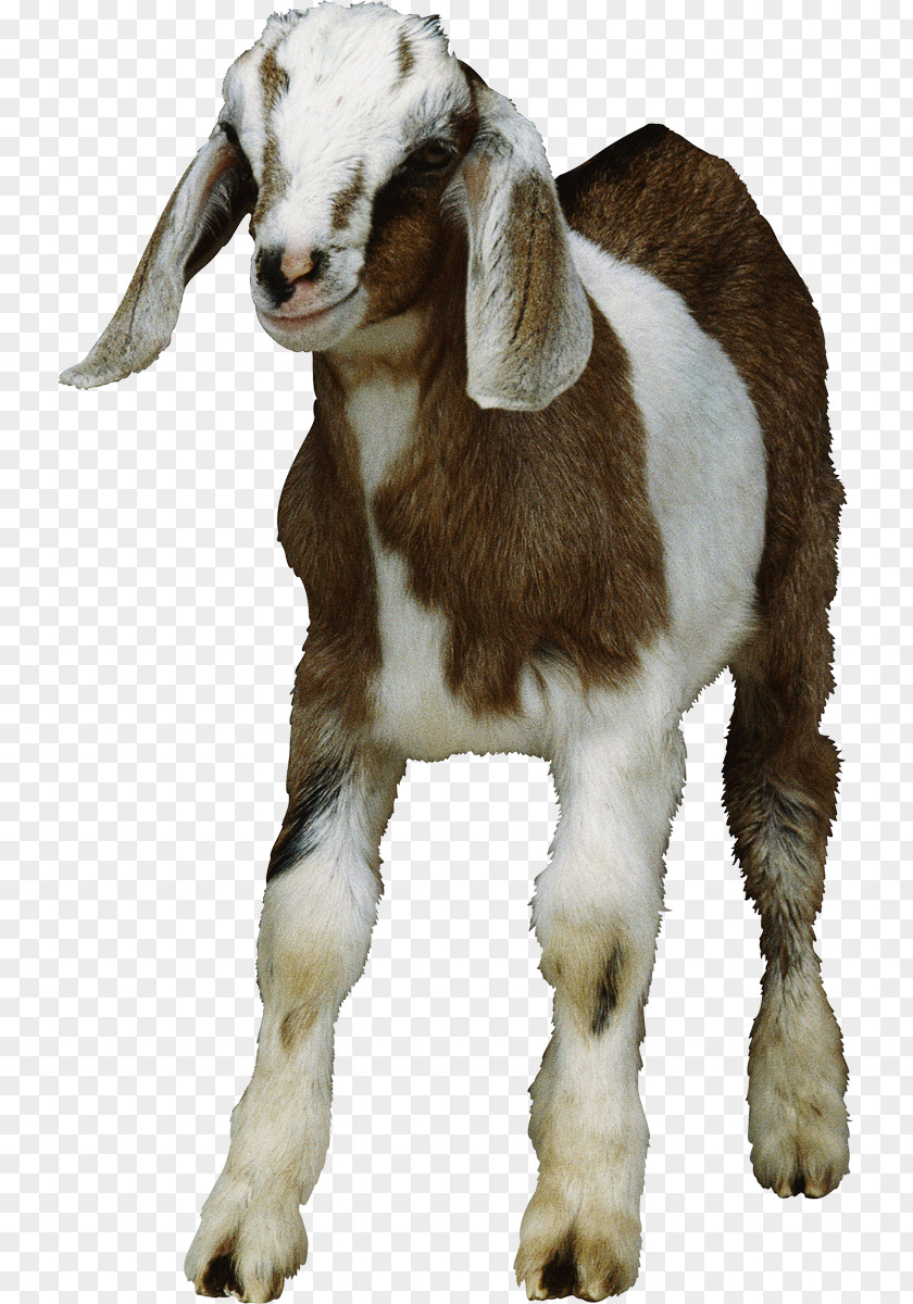 Goat Clip Art PNG