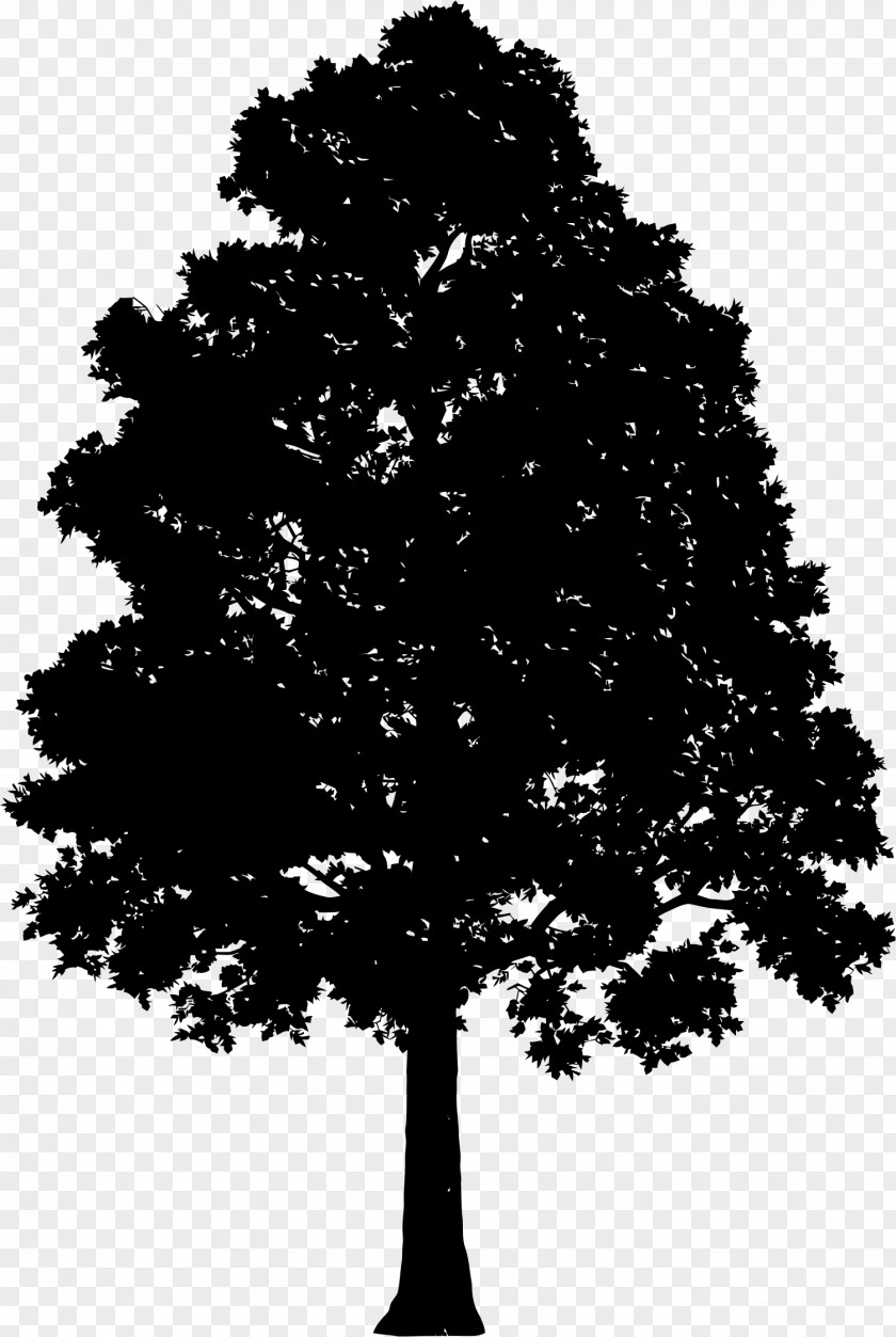 Love Tree Pine Clip Art PNG