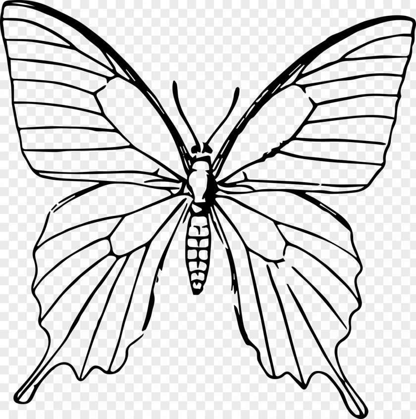 Butterfly Outline Coloring Drawing Line Art Sketch PNG