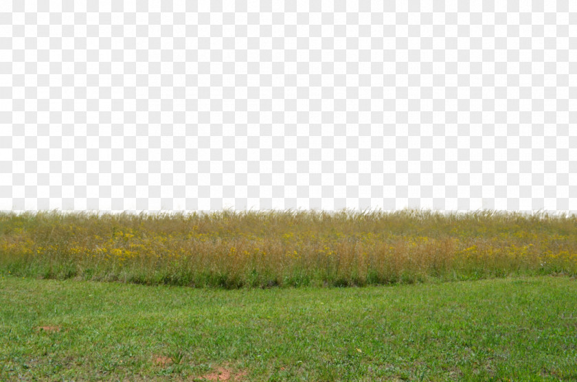 Grass Stock Photography Grassland Pasture Grasses PNG
