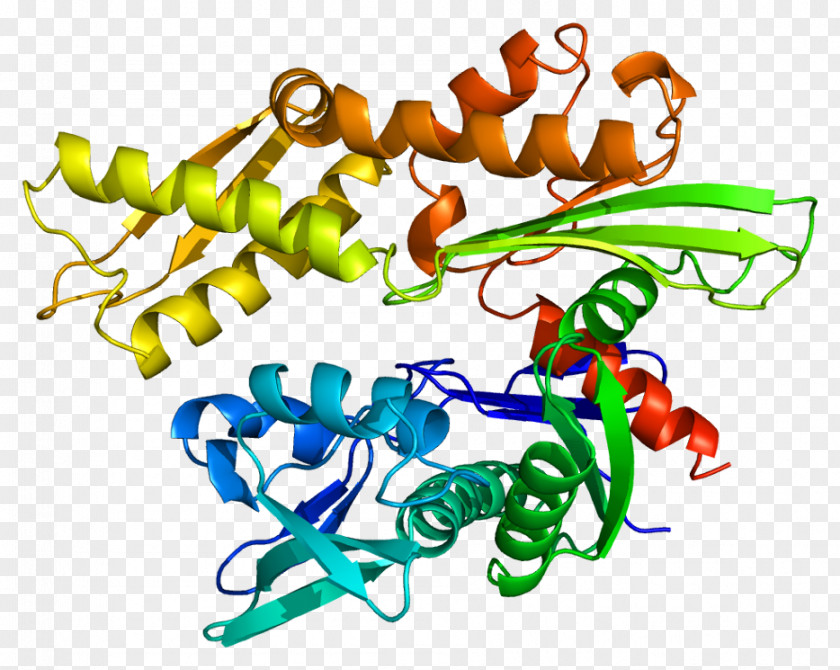Heat Shock Protein HSPA1A Hsp70 HSPA1B PNG