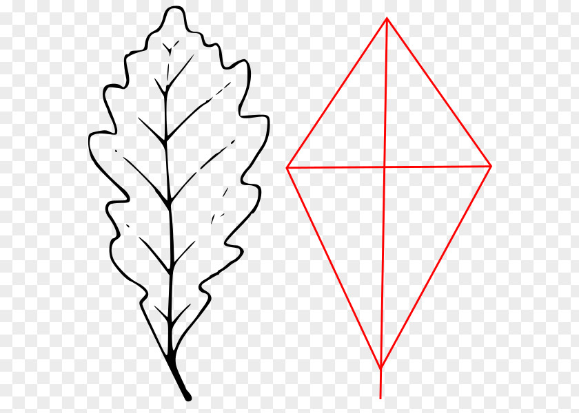 Leaf Plant Stem Triangle Tree PNG