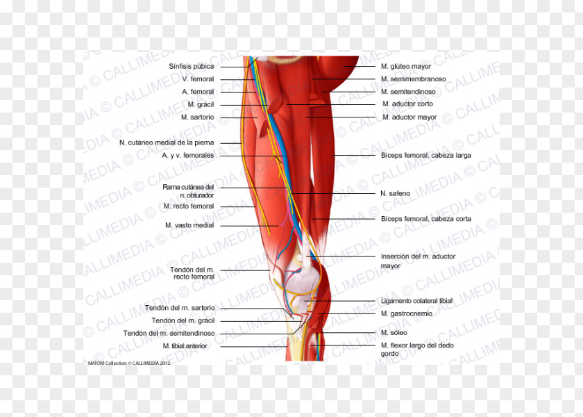 Medial Compartment Of Thigh Muscle Human Anatomy Saphenous Nerve PNG compartment of thigh anatomy nerve, Adductor Longus clipart PNG