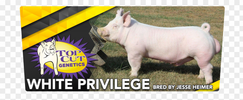 Pig Domestic Top Cut Genetics Poster Tipton PNG