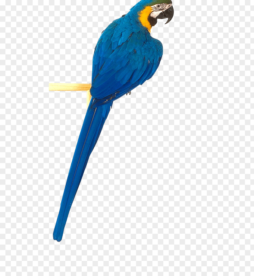 Blue Parrot Image Download Bird True PNG