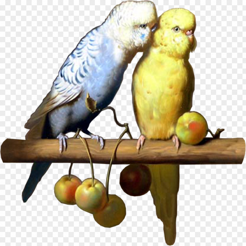 Parrot Bird Budgerigar Parakeet Clip Art PNG