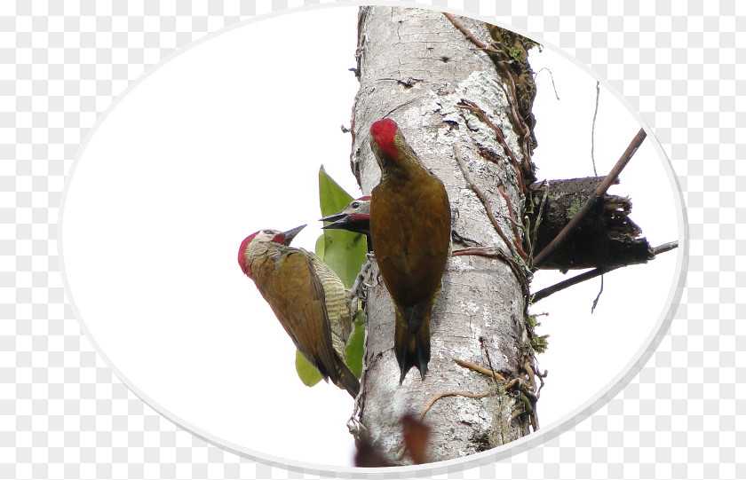 Parrot Woodpecker Fauna Beak PNG