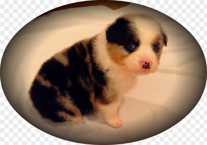 Puppy Australian Shepherd Dog Breed Miniature American German PNG