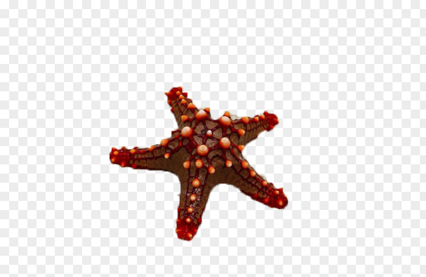 Red Starfish Sea PNG
