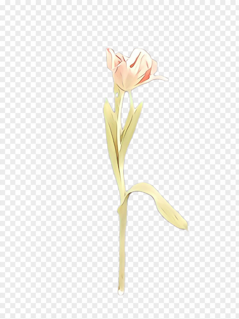 Bud Tulip Flower Plant Arum Cut Flowers Pedicel PNG