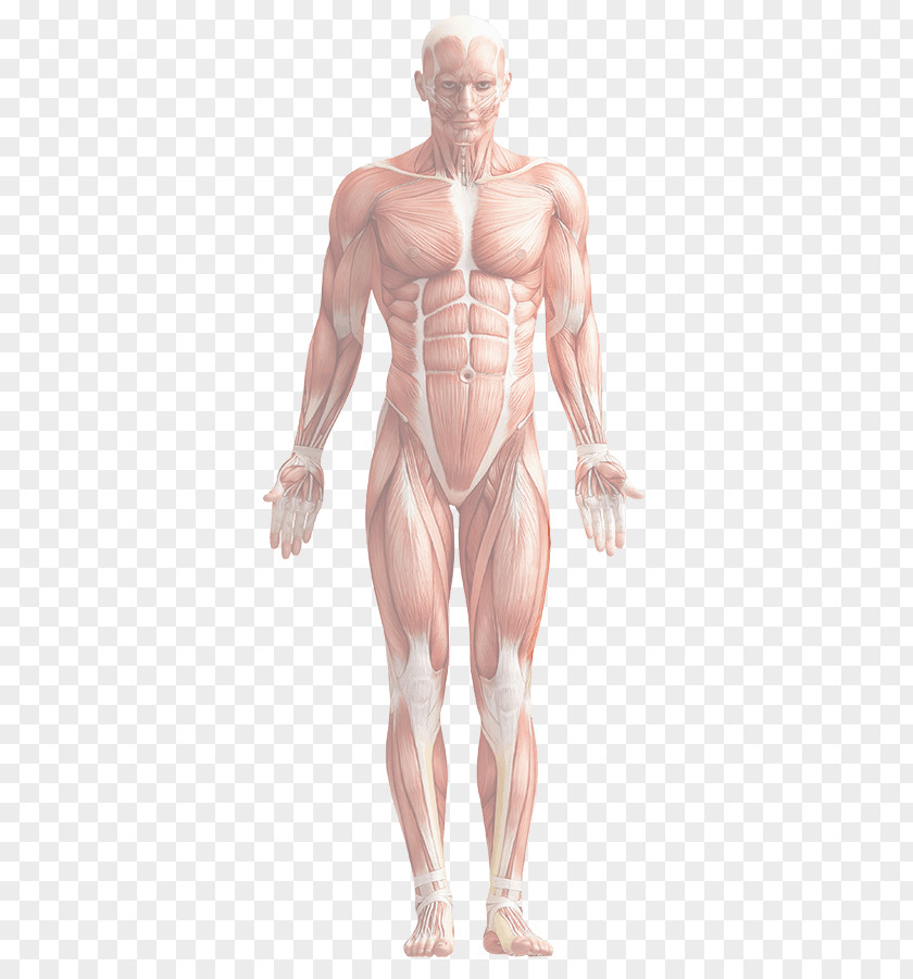 Human Body Anatomy Rectus Femoris Muscle PNG