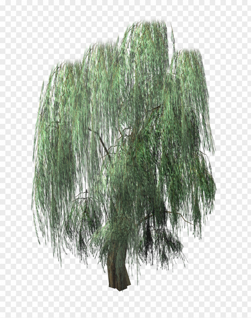 Lush Drooping Willow PNG drooping willow clipart PNG