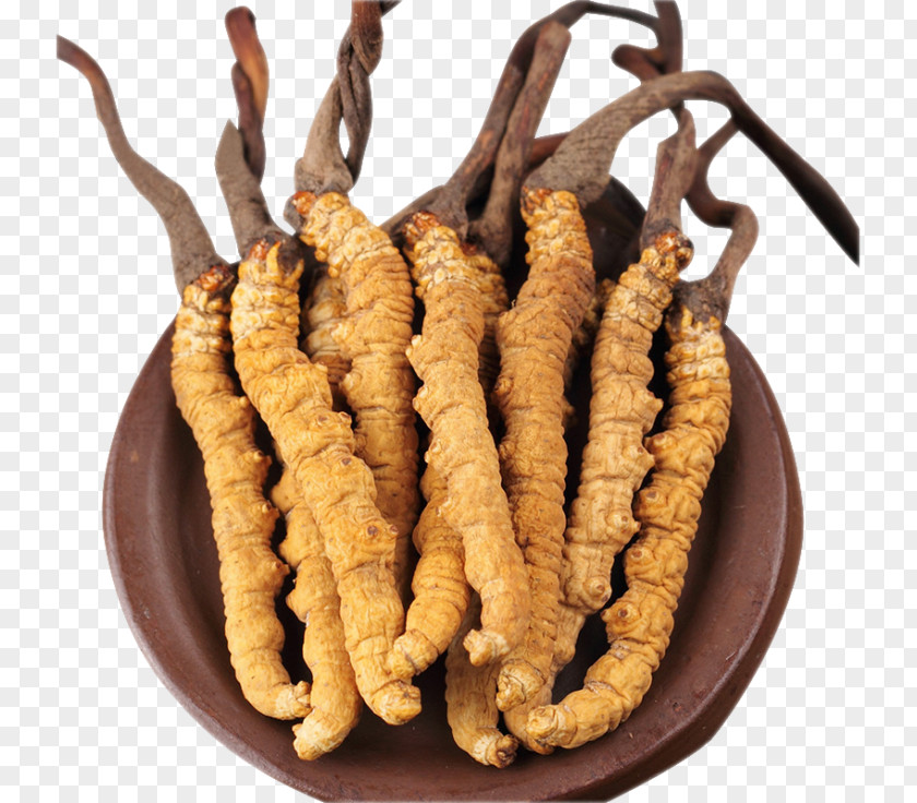 Mushroom Caterpillar Fungus Cordyceps Image PNG