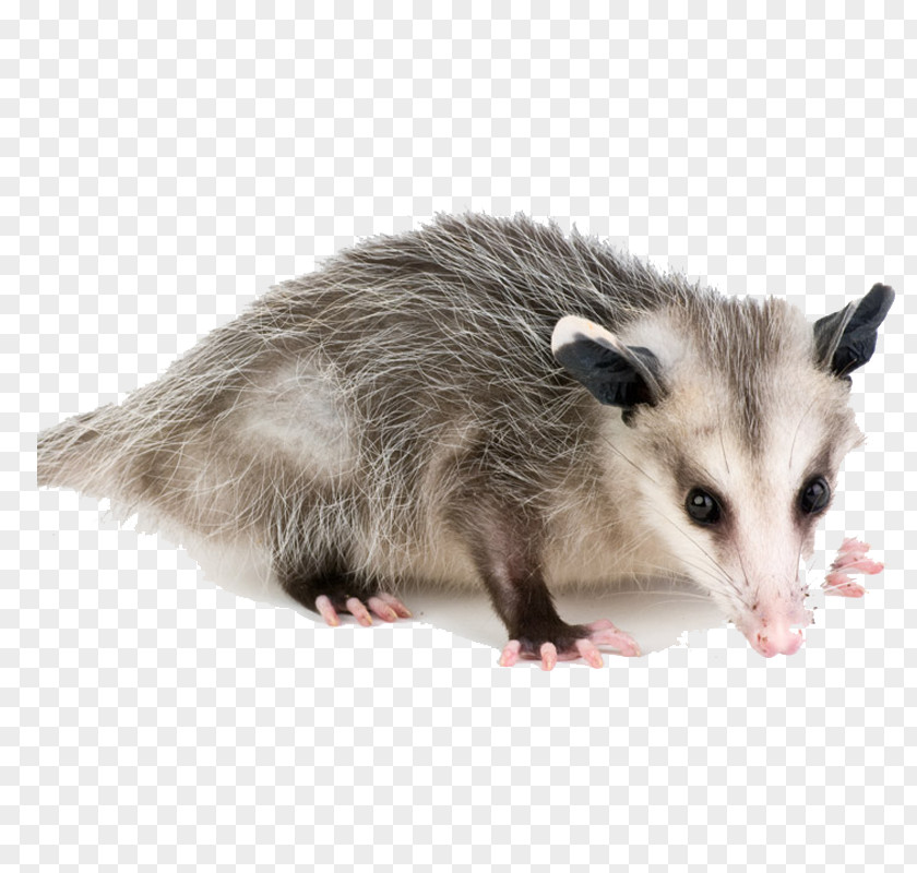 Virginia Opossum Advertising Agency Common PNG