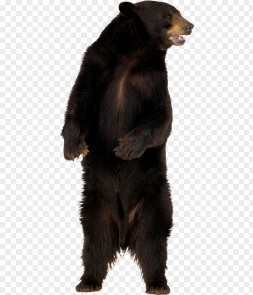 Bear American Black Polar Clip Art PNG