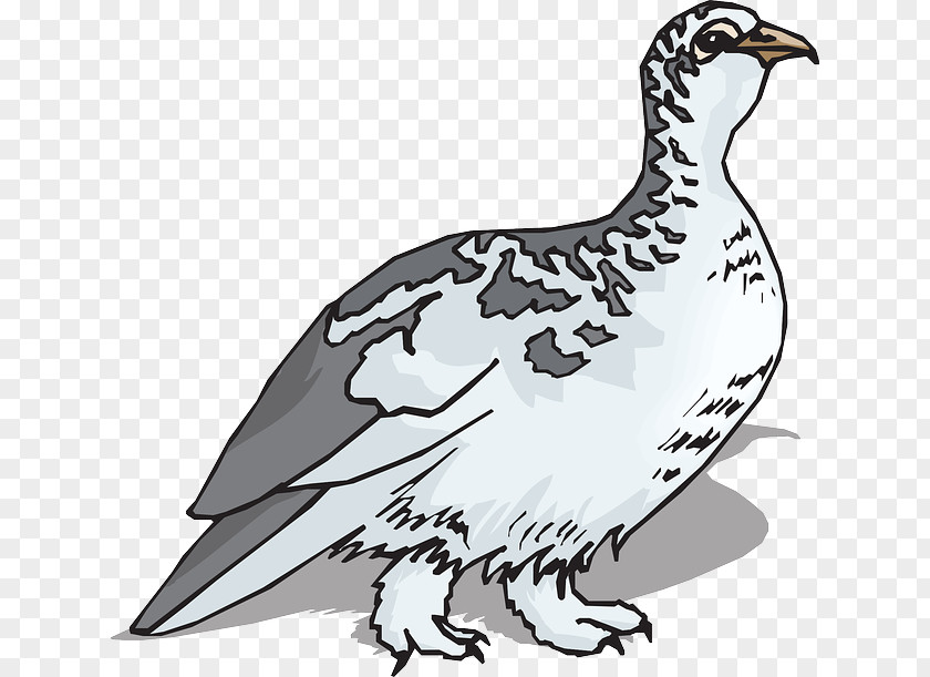 Bird Rock Ptarmigan Clip Art Willow PNG