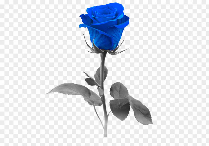 Blue Rose Stock Photography Flower PNG