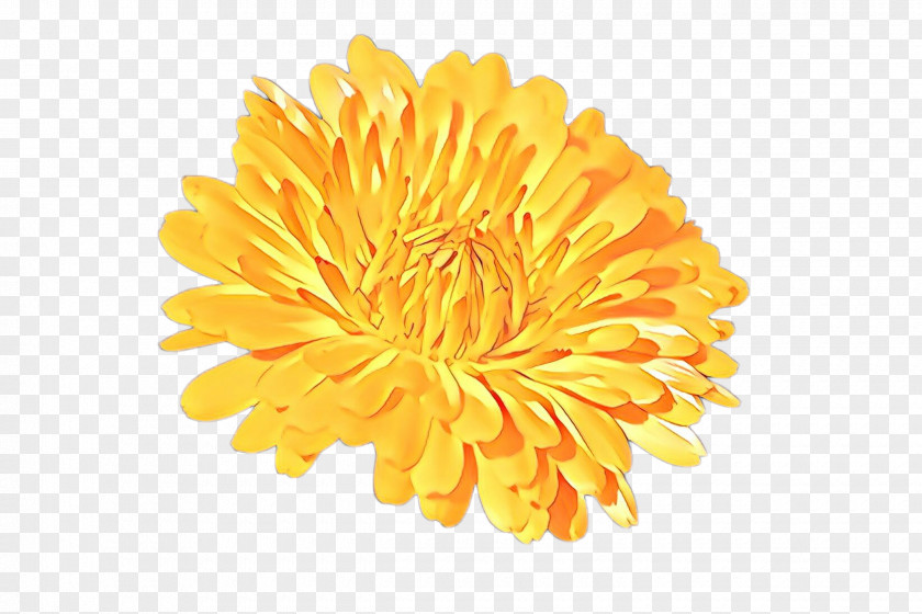 Daisy Family Tagetes Flowers Background PNG
