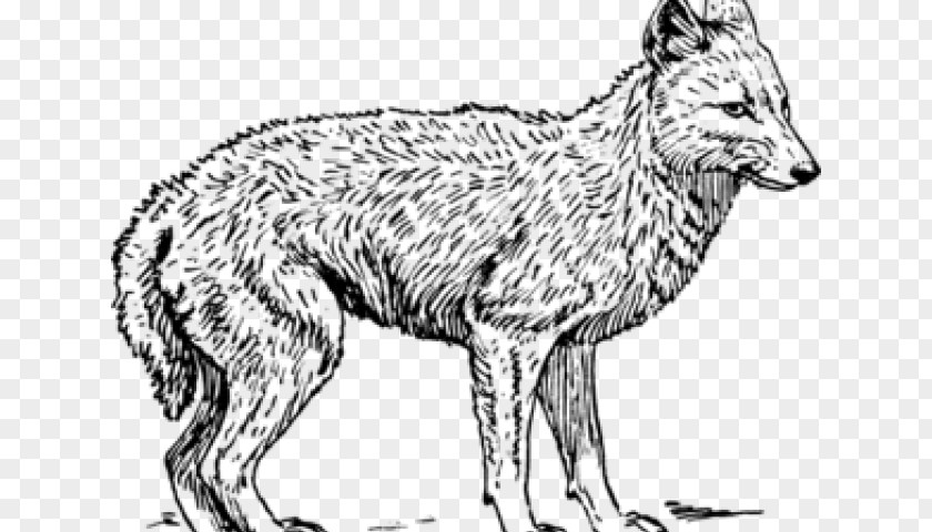 Dhole Wolfdog Fox Drawing PNG