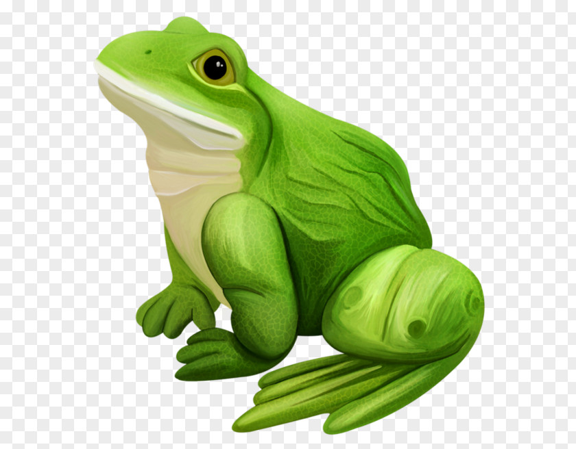 Green Frog Edible Amphibian Frogs / Ranas PNG