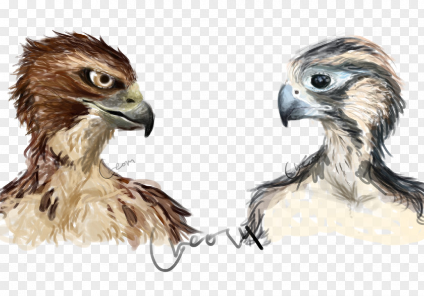 Hawk Bird Of Prey Art Falcon PNG