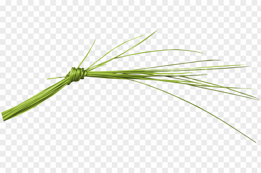 Knotted Grass Angle PNG