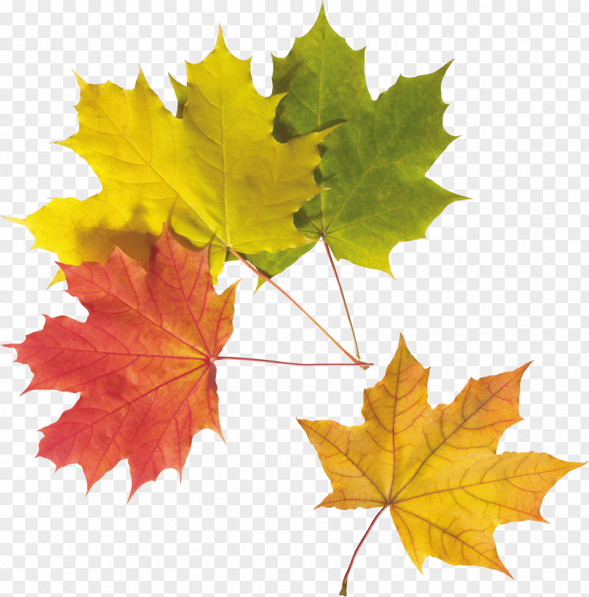 Autumn Leaf Color PNG